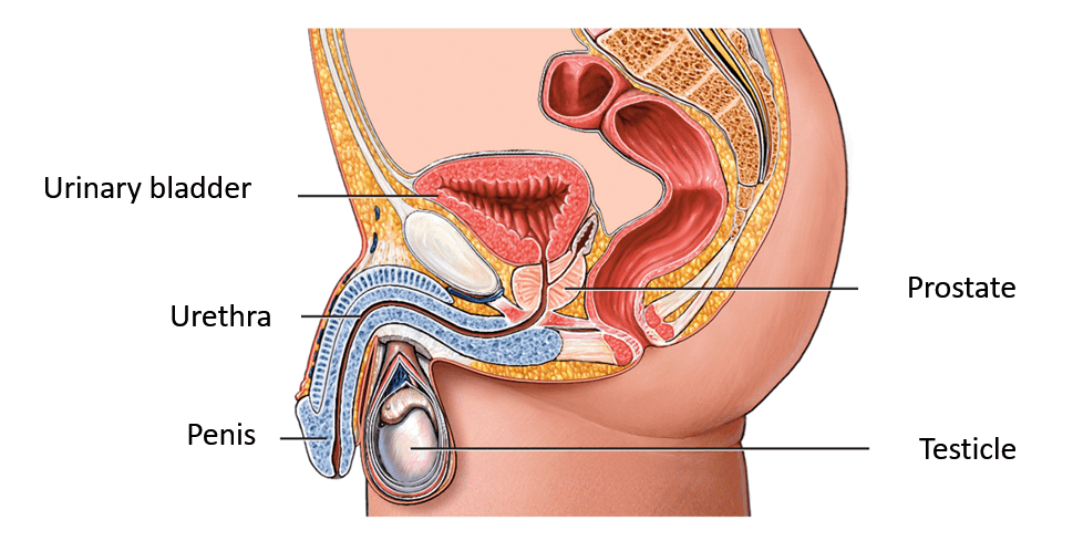 Ciprus prosztatitis)